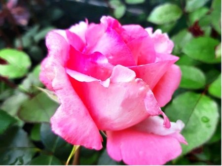 Růže DIANA - velkokvětá, růžová