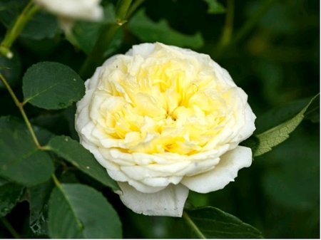 Růže PILGRIM - pnoucí, žlutá
