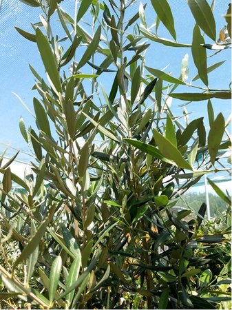 Olivovník PENDOLINO