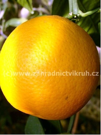 Pomerančovník TAROCCO - červený