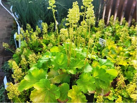 Heuchera LITTLE CUTIES (TM) Blondie in Lime