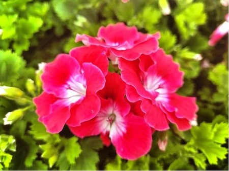 Mukt anglick velkokvt pac Bermuda Cherry - erven s blm stedem