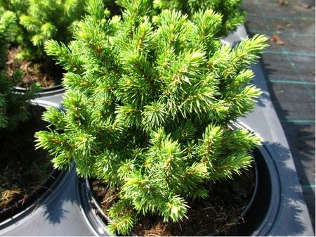Smrk siv - Picea glauca ALBERTA GLOBE, C 2 l
