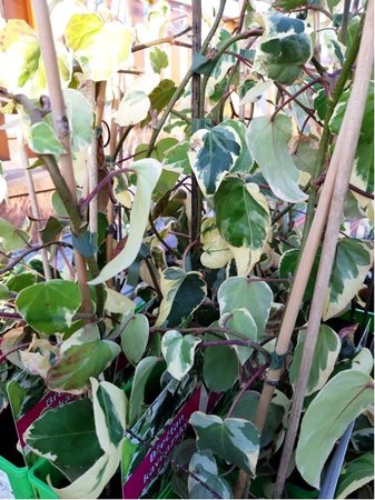 Bean kavkazsk &quot;Dentata Variegata&quot;