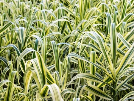 Arundo donax - Trs rkosovit VARIEGATA