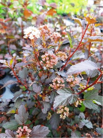 Tavola kalinolist - Physocarpus op. LITTLE JOKER, C 5 l