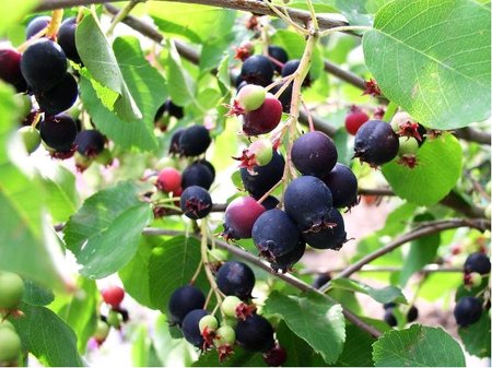 Amelanchier HONEYWOOD - roubovan stromek, podno jeb pta v kontejneru