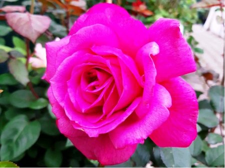 Růže LILA WUNDER - velkokvětá, fialovorůžová