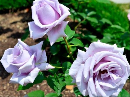Růže WIOLETTA - velkokvětá, světle fialová