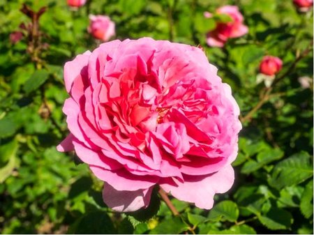 Růže LEONARDO DA VINCI - polyantka, růžová