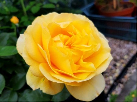 Růže ABSOLUTELLI - polyantka, žlutá