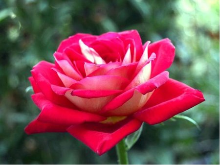 Růže RED WHITE - polyantka, červenobílá