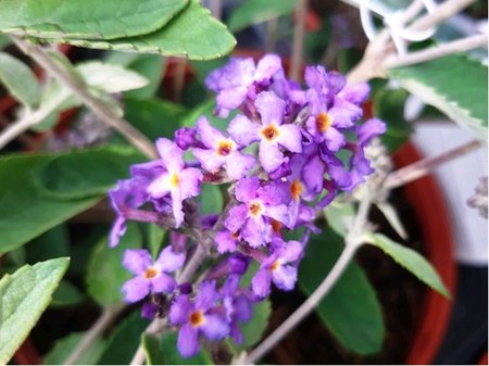 Buddleja davidii FREE PETITE BLUE HEAVEN - fialov, K 19