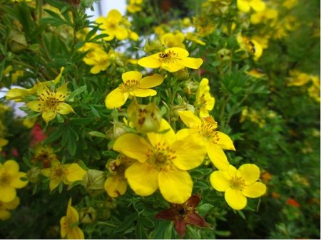 Mochna kovit - Potentilla frut. GOLDTEPPICH - lut