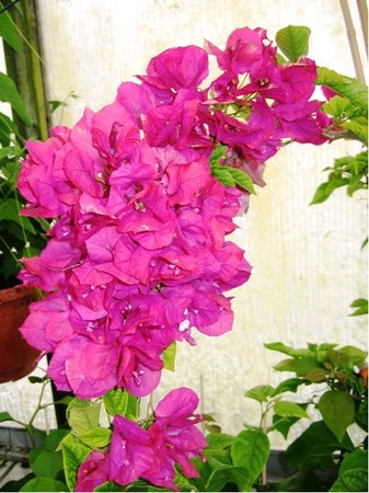 Bougainvillea P14