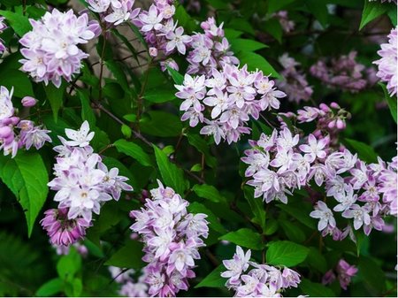 Trojpuk - Deutzia RASPBERRY SUNDAE, C 1,4 l
