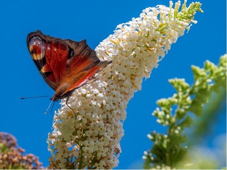 Buddleja davidii WHITE BALL - bl, C 1,4 l