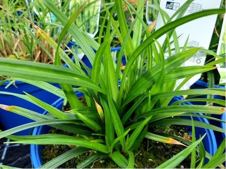 Ostice japonsk - Carex morrowii IRISH GREEN, C 2 l