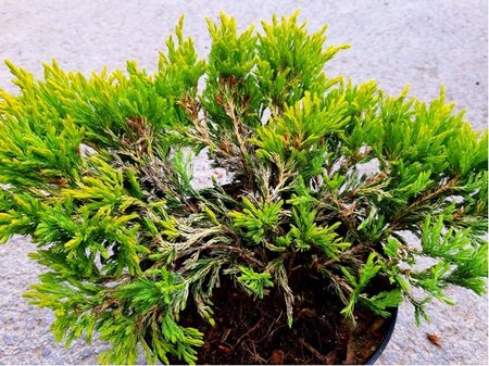 Jalovec poléhavý - Juniperus horizontalis LIME GLOW, C 2 l