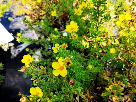 Mochna kovit - Potentilla fruticosa BELLA LINDSEY - lut