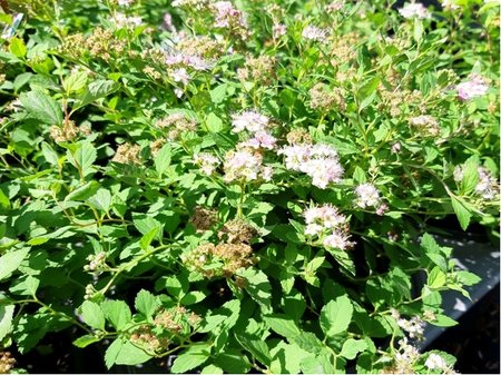 Tavolnk japonsk - Spiraea jap. LITTLE PRINCESS