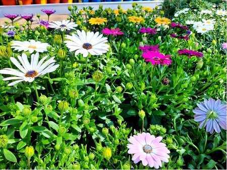 Osteospermum - mix barev
