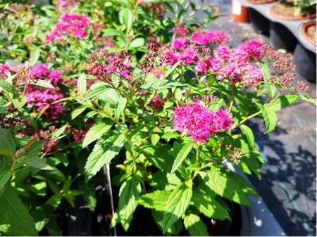 Tavolnk - Spiraea bumalda ATROROSEA - rov