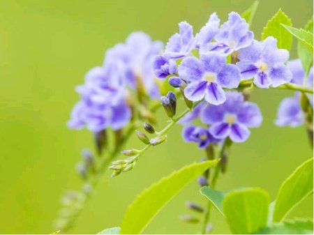 Duranta Variegata - Duranta panaovan