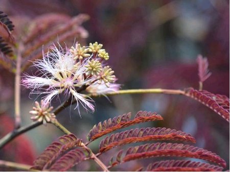 Albzie - Albizia julibrissin SUMMER CHOCOLATE