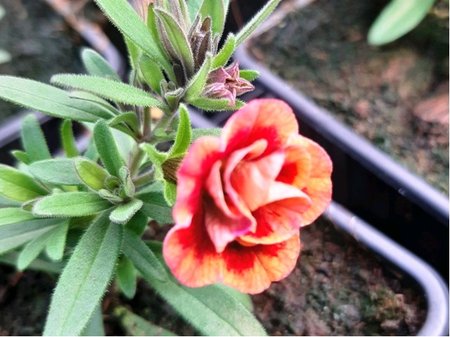 Million Bells Double Orange Tastic - lut s erv. stedem, plnokv.
