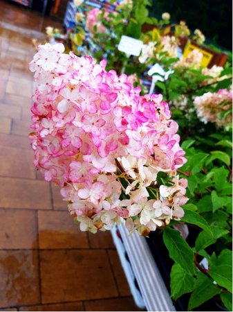 Hortenzie latnat - Hydrangea pan. PINK LADY - blorov