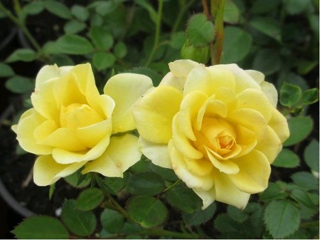 Růže MAIGOLD - pnoucí, žlutá