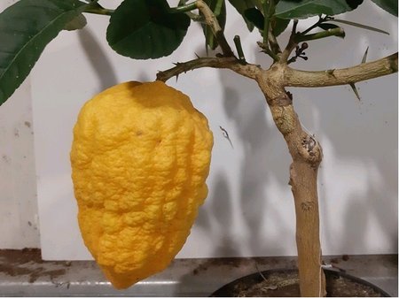 Ob citrus CEDRO v kvtini P20