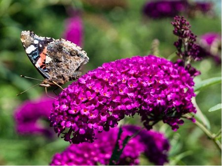 Buddleja davidii NANHO PURPLE - fialov