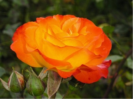Růže RUMBA - polyantka, oranžovožlutá