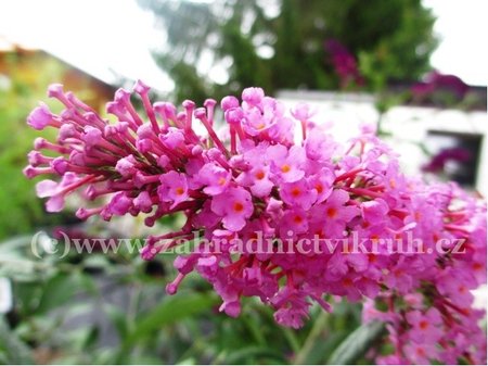Buddleja davidii SUMMER BIRD MIDNIGHT BLUE - tmav modrofialov