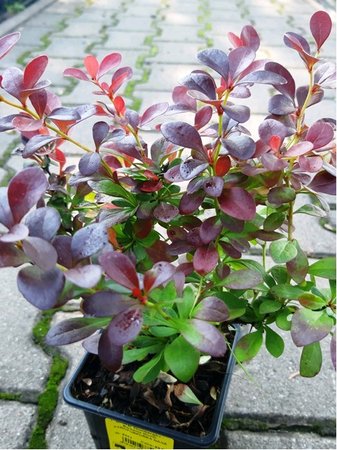 Dil Thunbergv - Berberis thunb. ATROPURPUREA NANA