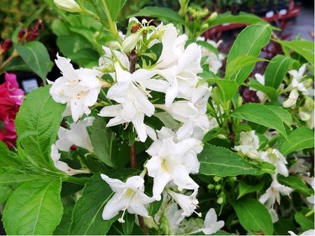 Weigela BRISTOL SNOWFLAKE - bl, C 1,4 l