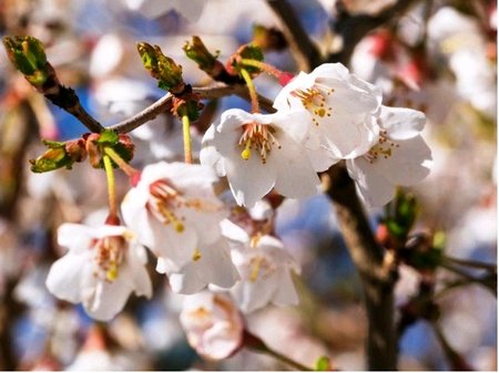 Slivo vyznut - Prunus incisa KOJOU-NO-MAI - kmen 80 cm, C 5 L