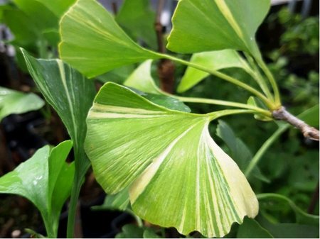 Jinan - Ginkgo biloba VARIEGATA