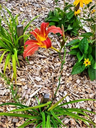 Denivka - Hemerocallis AUTUMN RED - ervenolut