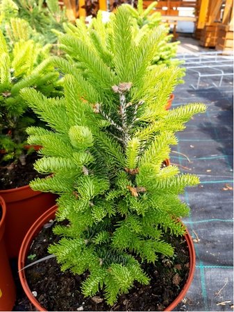 Jedle plstnatoplod - Abies lasiocarpa GREEN GLOBE