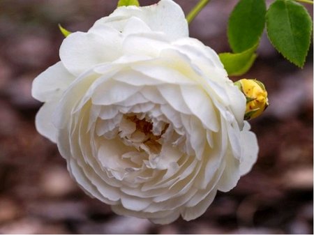 Růže WINCHESTER CATHEDRAL - sadová, bílá