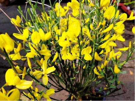 ilimnk Cytisus LUNA - lut, C 2 l
