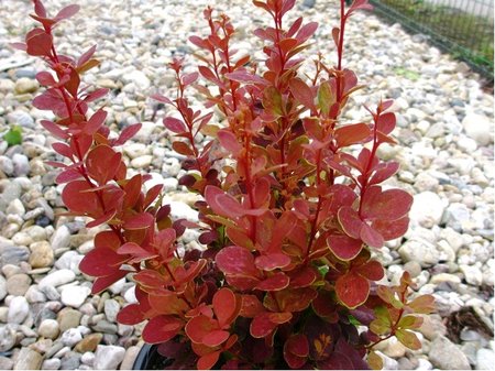 Dil thunbergv - Berberis thunbergii CORAL Maja