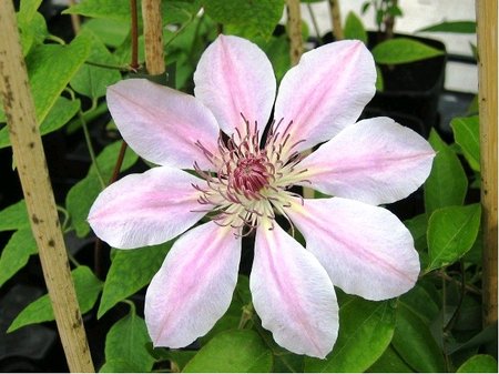 Clematis JOHN PAUL II - blorov
