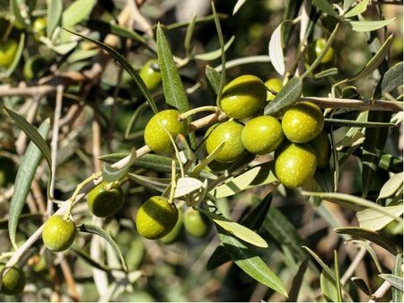 Olivovník FASTIGIATA