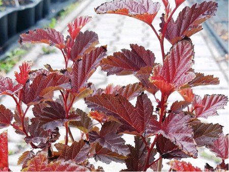 Tavola kalinolist - Physocarpus opulifolius SCHUCH, C 1 l