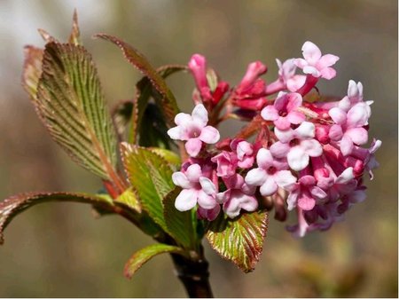 Kalina bodnantsk - Viburnum bodn. DAWN - rov, C 2,5 l