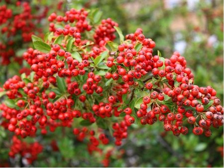 Hlohyn arlatov - Pyracantha RED COLUMN - erven, C 1,6 l
